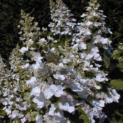 Hydrangea, panicle Tardiva